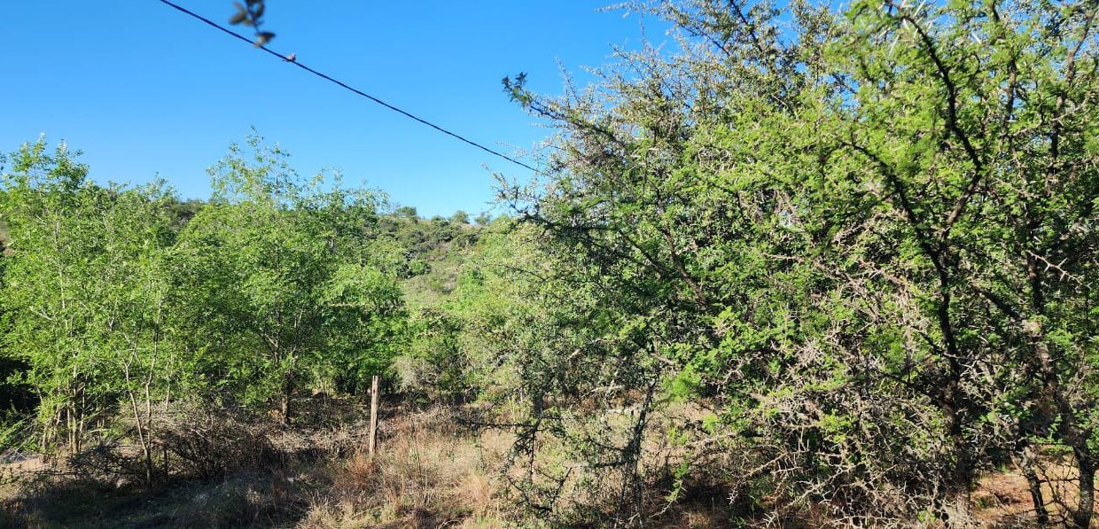 WhatsApp Image 2025-03-15 at 11.25.16