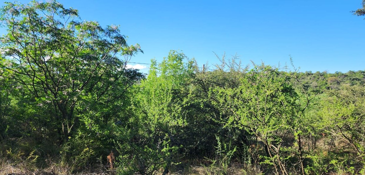 WhatsApp Image 2025-03-15 at 11.25.18 (2)